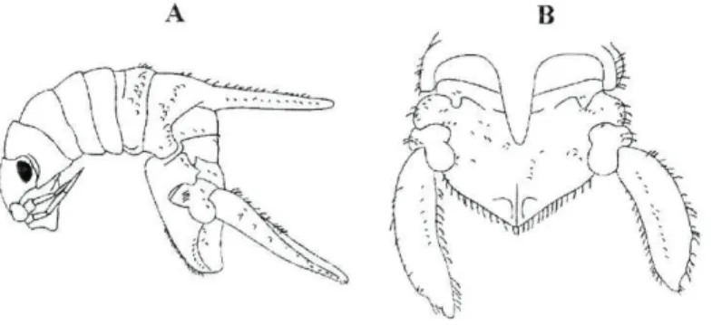 Figura 4: Campecopea hirsuta macho. (A) vista lateral (B) vista dorsal (Bruce e Holdich