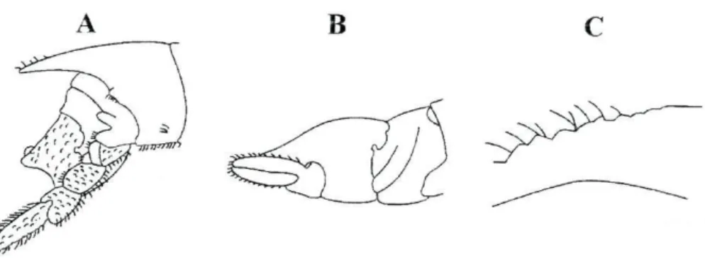 Figura 7: Dynamene bidentata. (A) macho, vista lateral do plcotélson. (B) fêmea, vista  lateral do pleotélson
