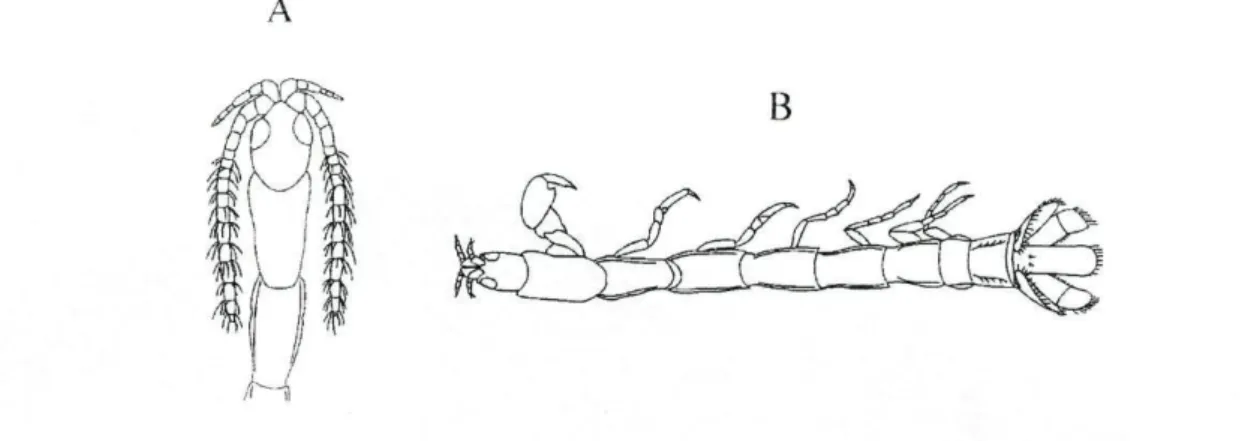 Figura 27: Anthura gracilis, (A) macho, região anterior (Naylor, 1978), (B) fêmea, vista  dorsal (Castelló 1984)
