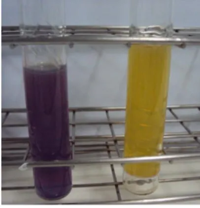 Figura 2.3. Reação negativa (à  esquerda) e positiva (à direita) de  Enterobacteriaceae, em MG