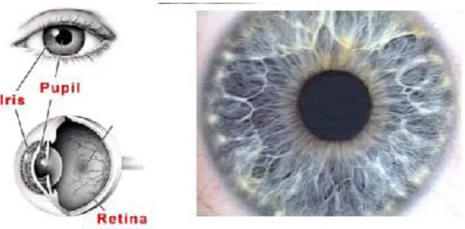 Figura 12- Olho humano, Harvey &amp; Bernice Jones Eye Institute referenciado por Simão (2008) 