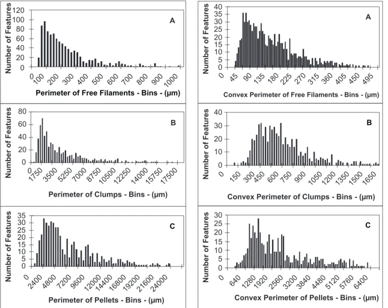 Fig. 4A shows the time course of morphology in run R-1, carried out in fermenter, with the percentage of each morphological class, assigned by image analysis