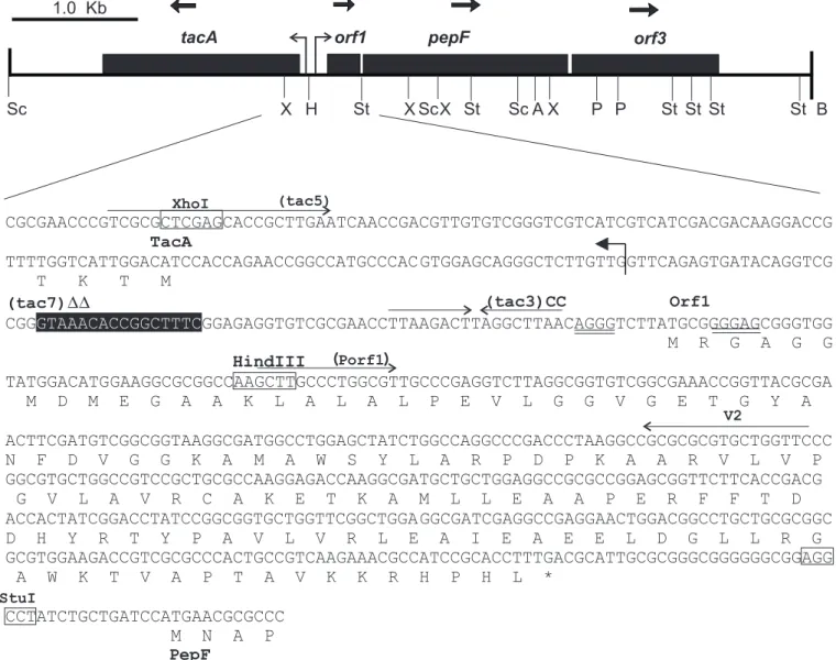 Figure 1. Structural organization of the region of the C. crescentus chromosome containing the pepF gene, and DNA sequence of the region from tacA to pepF