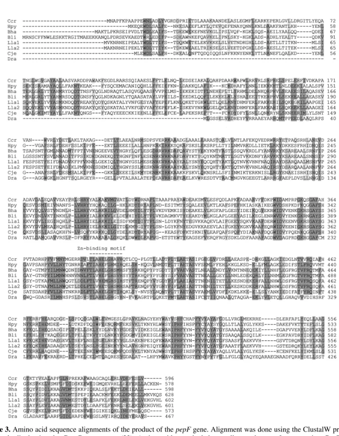 Figure 3. Amino acid sequence alignments of the product of the pepF gene. Alignment was done using the ClustalW program (22), and edited using the GeneDoc program (23)