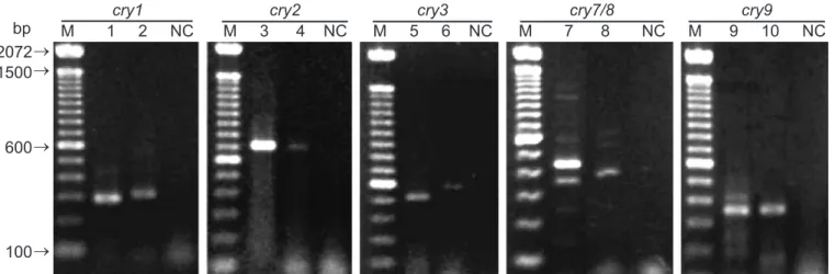 Figure 1. Presence of cry genes in Bt isolates. (M) Molecular Weight Marker (100bp, Gibco BRL), arrows indicated the molecular weight; (NC) Negative Controls; (1) Bt aizawai; (2) Bt 2023-10; (3) Bt aizawai; (4) Bt 2023-10; (5) Bt tenebrionis; (6) Bt 2017-9