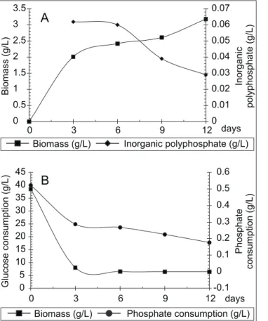 Figure 5. Accumulation of polyphosphate by Cunninghamella elegans grown in SMM2 medium (A), related to orthophosphate and glucose consumption (B).