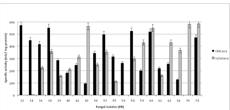 Figure 1. Carboxymethyl cellulase (CMCase) and xylanase specific activities of some fungal isolates from this study