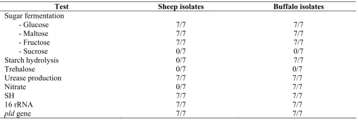 Table 1: Diagnostic reaction of C. pseudotuberculosis of sheep origin and buffalo origin 