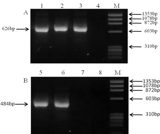 Figure 1. PCR products visualized in a 1% agarose gel using primers IS900BN1/IS900BN2 (A) and ISMav2F/ISMav2B2 (B)