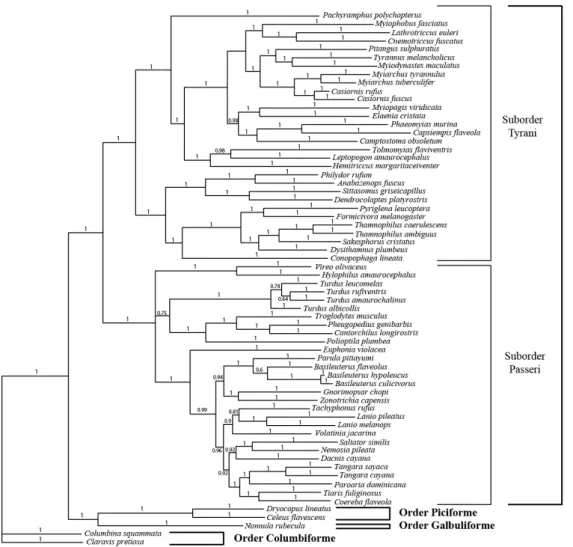 Figure  S1  –  Host  species  phylogeny  used  with  orders  and  suborders  of  Passeriforme