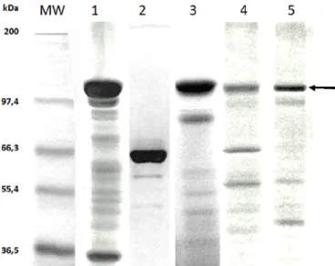 Figure 1. Bacillus thuringiensis  (Bt) strains analyzed in SDS- SDS-PAGE 10%. Lanes: (1) Bt dendrolimus HD-37; (2) Bt kurstaki  HD-1 (trypsin activated toxin); (3) Bt kurstaki HD-73; (4) Bt  thuringiensis  4412; and (5) Bt entomocidus 60.5; (MW)  Molecular