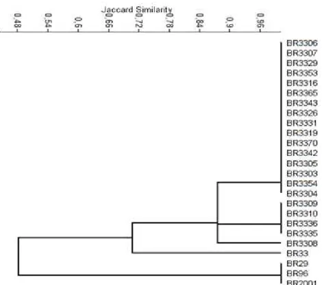 Figure 1. UPGMA dendrogram, constructed from ARDRA profiles of both, the 16S rRNA gene of Amazon isolates and reference  strains of Bradyrhizobium