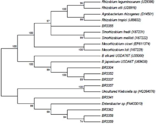 Figure 2: Neighbor-joining tree obtained using Kimura-2-parameter distances based on 16S rRNA sequences data of fast-growing  isolates from Amazon soils and rhizobia reference strains