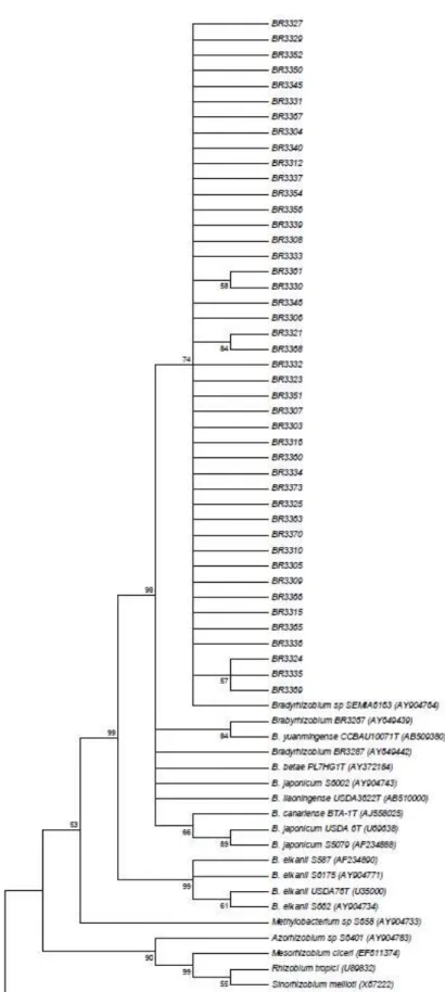 Figure 3. Neighbor-joining tree obtained using Kimura-2-parameter distances based on 16S rRNA sequences data of isolates from  Amazon soils and rhizobia reference strains