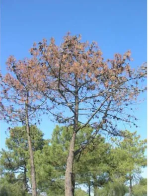 Figura 2-3 - Exemplo de murchidão dos pinheiros 