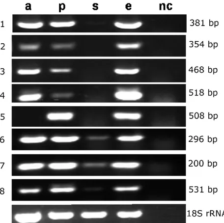 Figure 1. RT-PCR of genes expressed during the  G. intraradices BE3 life cycle. cDNA amplification was performed during the  asymbiotic (a), presymbiotic (p), symbiotic (s), and extraradical (e) phase of the fungal life cycle (see text for details), and (n