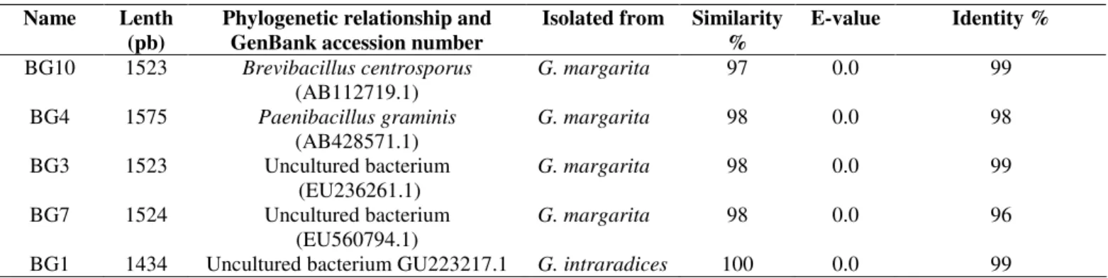 Table 2. Identification of bacteria derived from spores of G. intraradices BE3 and G. margarita BE2