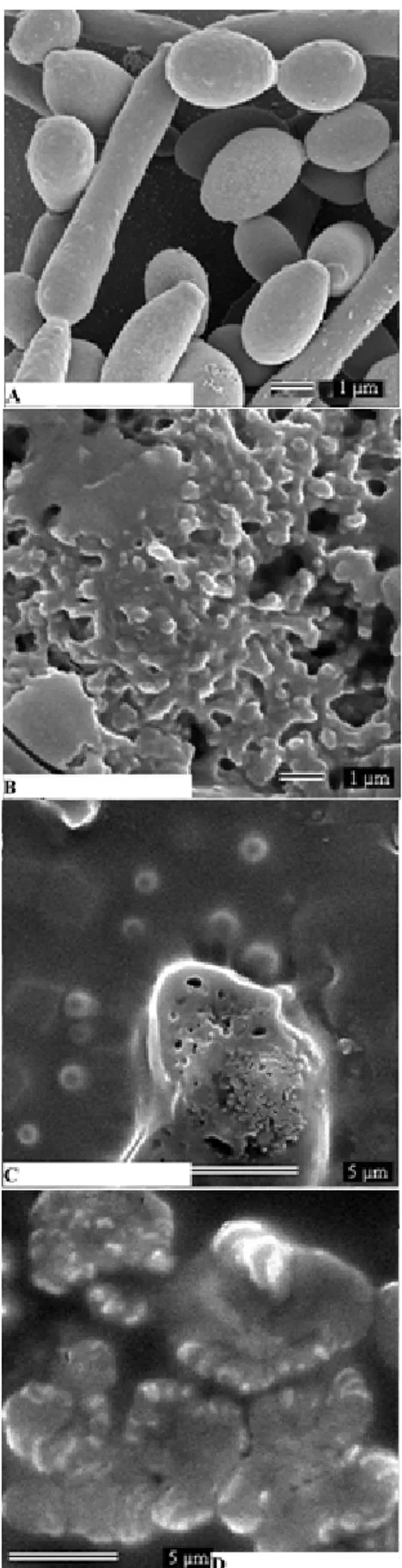 Figure 2. SEM micrographs of Chlorhexidine Chlorhydrate (A),  Beta-cyclodextrin (B), Chlorhexidine:beta-cyclodextrin 1:1(C), 