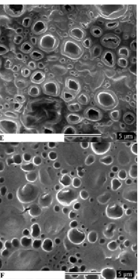 Figure 3. SEM micrographs of Candida albicans untreated (A)  and C.a cells treated with Chlorhydrate Chlorhexidine (B),  Chlorhexidine: β -cyclodextrin 1:1(C), 1:2 (D), 1:3 (E), 1:4 (F)