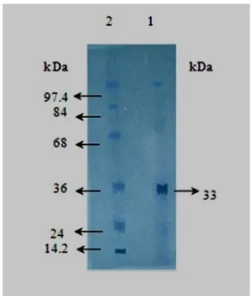 Figure 8. Effect of pH on activity and stability. 