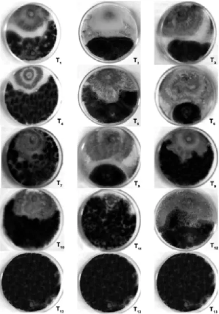 Figure  1.  Antagonism  between  Trichoderma    isolates  and  A. 