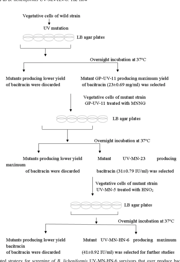 Figure  1.  Adopted  strategy  for  screening  of  B.  licheniformis  UV-MN-HN-6  survivors  that  over  produce  bacitracin  following  mutations by UV, MNNG and HNO 2 