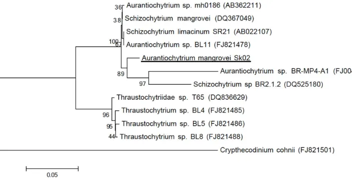 Figure 1. Phylogenic tree of Labyrinthulomyteces using 18S rRNA genes with Cryptheconidium cohnii as out group