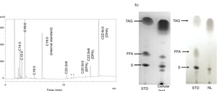 Figure  3.  GC chromatogram of methyl-esterified fatty acids from glucose grown cells and from lipid class separation (NL, FFA  and  PL)  at  various  growth  temperatures  (Star  indicates  unidentified  peak)  (a)  and  TLC  of  neutral  lipid  (NL)  cla