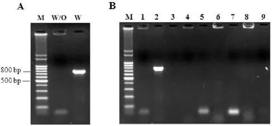 Figure 1. Results for PCR assay with the atr-primers to the mix of DNA with and without S