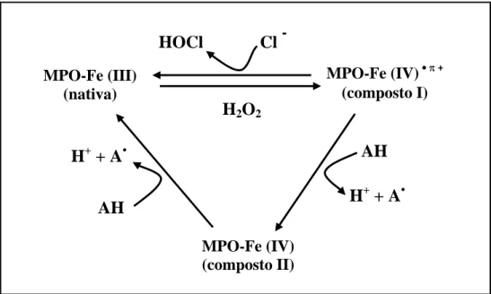 Figura 2: Mecanismo de ação da mieloperoxidase.  Via clorinante, com formação de HOCl (MPO nativa                 MPO composto I       MPO nativa), ciclo peroxidásico clássico (MPO nativa       MPO composto I      MPO composto II         MPO nativa) ( ABU-