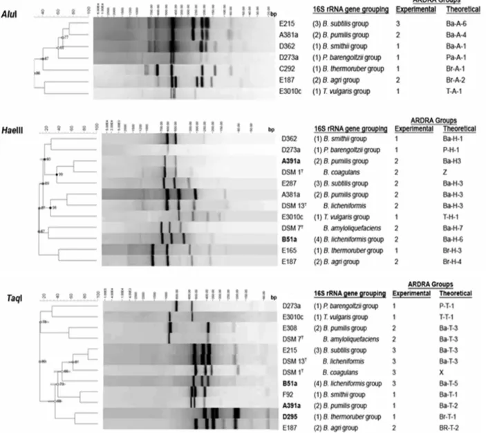 Figure  2.  Cluster  analysis  of  some  representative  digitized  banding  patterns,  generated  by  restriction  digestions  with  AluI, HaeIII  and  TaqI enzymes of the amplified 16S rRNA genes of isolates from genus Brevibacillus, Paenibacillus, Therm