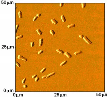 Figure    1.  Example  of  AFM  image  of  Escherichia  coli  on  cleaved  silanized  mica