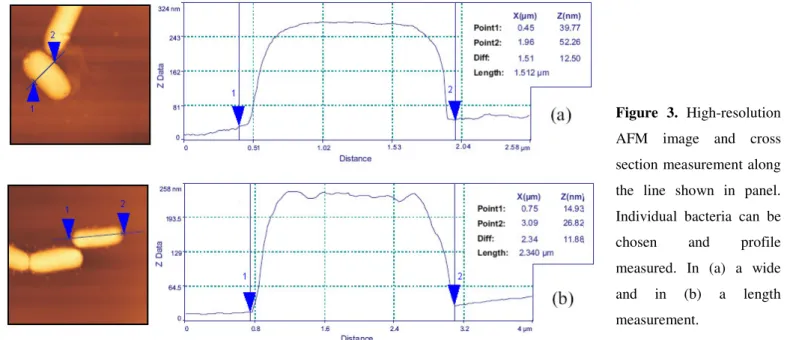 Figure  3.  High-resolution  AFM  image  and  cross  section measurement along  the  line  shown  in  panel