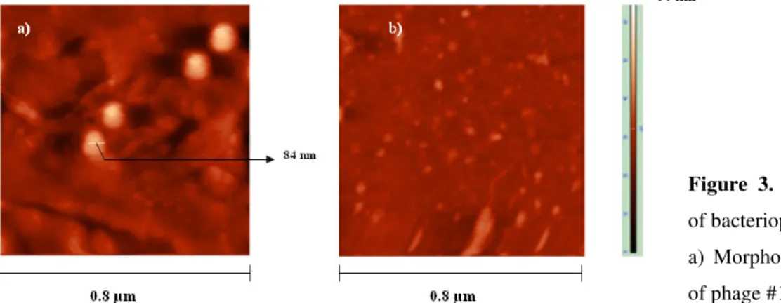 Fig  3  shows  atomic  force  microscopy  topological  images  of bacteriophage particles on  aminosilanized  glass