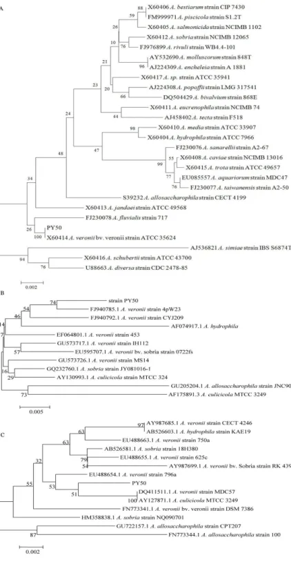 Figure 1. Unrooted phylogenetic trees based on  16S  rDNA,  gyrB  and  rpoD  gene  sequences,  showing relationships in the genus  Aeromonas