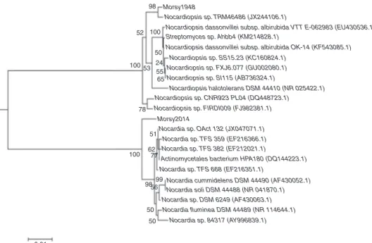 Fig. 1 – Phylogenetic dendrogram, based on 16S rRNA gene sequence analysis, constructed using the neighbor-joining method, showing the phylogenetic position of strains MORSY1948 and MORSY2014 within the genus Nocardiopsis and Nocardia, respectively.