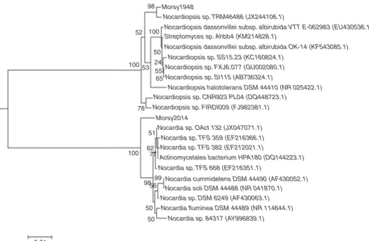 Fig. 1 – Phylogenetic dendrogram, based on 16S rRNA gene sequence analysis, constructed using the neighbor-joining method, showing the phylogenetic position of strains MORSY1948 and MORSY2014 within the genus Nocardiopsis and Nocardia, respectively.
