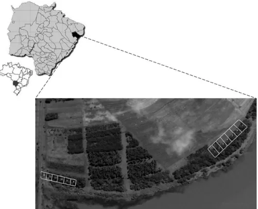 Figura 1.  Localização geográfica do reflorestamento ciliar estudado no município de Selvíria (MS)