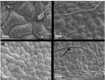 Figura  3.  Eletromicrogra! a  de  folhas  de  morangueiro  submetidas a diferentes fontes de silício no cultivo in vitro
