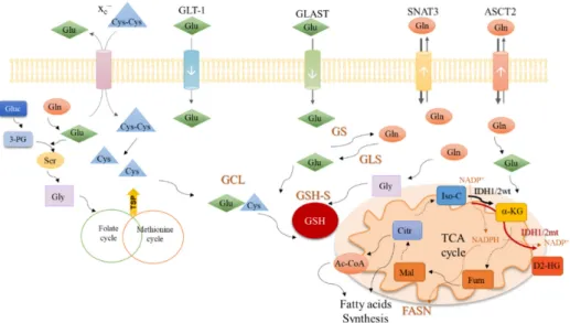 Figure 2. An integrative view of glutamine metabolism. Glutamine (Gln) is a core nutrient in cell  metabolism