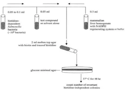 Figura 2: Fluxograma do ensaio de Ames (Mortelmans, 2000). 