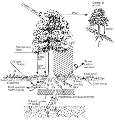 Figura 1- Esquema que demonstra como as árvores podem  melhorar a qualidade dos solos 