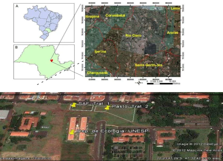 Figura  2-  Localização  da  cidade  de  Rio  Claro-SP  e  área  experimental  do  Departamento  de  Ecologia,  com  detalhe  da  vista  aérea  das  parcelas  experimentais,  destacando-se os seguintes sistemas: Sistema Agroflorestal (SAF)- Tratamento 1; e