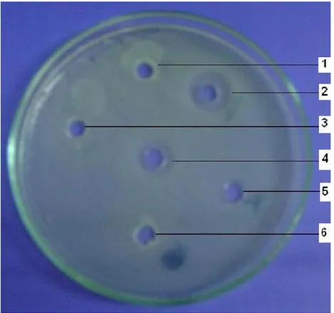 Figure 1: Well no. 1, 3, 5 and 6 indicates that cell free supernatant of strains have no antimicrobial activity against cephalosporin resistant E