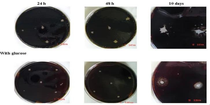 Figure 1. Growth of bacterial strain R2Ib in M9 Agar plates with a top layer of combustoleo and with or without glucose (10 mM)  at different incubation periods