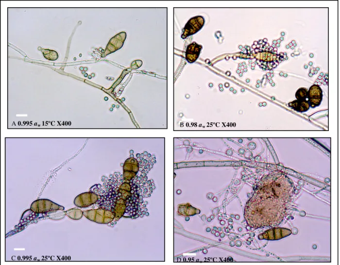 Figure  3.  Light  micrographs  of  the  dual  microculture  of  P.  oxalicum  and  A