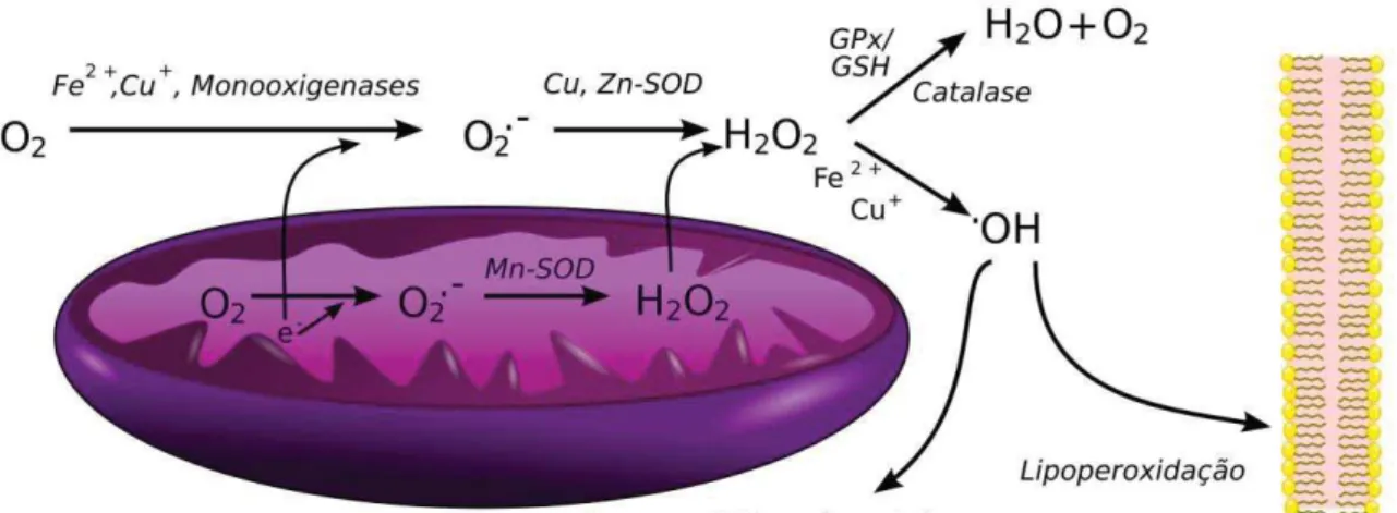 Figura 1. Simplificação dos sistemas oxidativo e antioxidantes dentro de uma célula. Ânion  superóxido é produzido em quantidades significativas no citosol por monooxigenases, Fe 2+  ou Cu +  e  na mitocôndria pelo escape de elétrons provenientes da cadeia