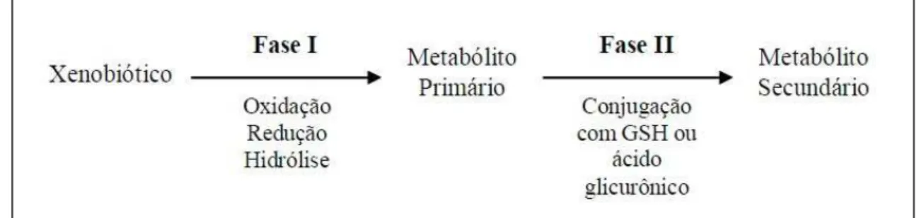 Figura 3. Fases I e II do metabolismo dos compostos. 