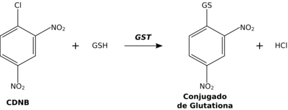 Figura 5.  Reação de substituição, no substrato CDNB, catalisada pela GST. 