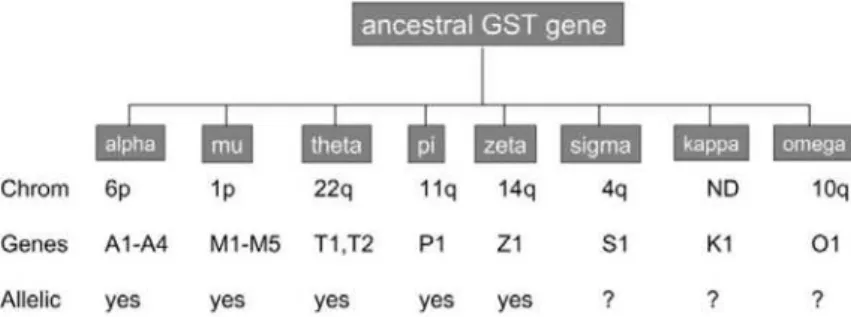 Figura 6. Superfamília das glutationa-S-transferase. Adaptado de Strange et al. (2001)